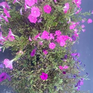 Meet your Posher, Lillian